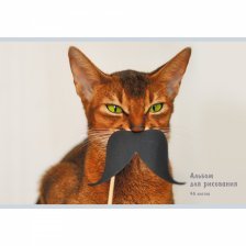 Альбом для рисования А4 40л., Канц-Эксмо, скрепка, мелованный картон, "Котик с усами"