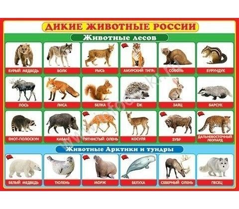 Дикие Животные Картинки Для Детей С Названиями
