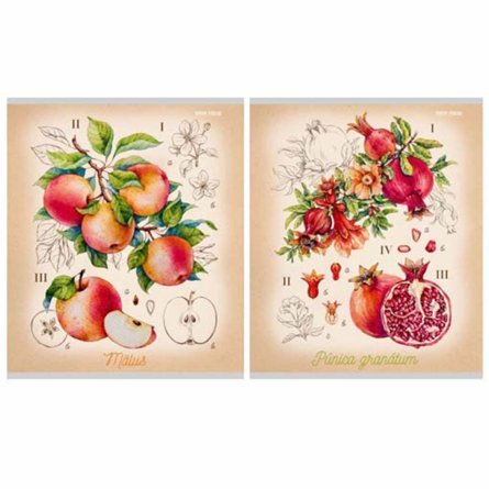 Тетрадь 96л., А5, клетка, Проф-Пресс, "Прекрасные фрукты"  цветн. спираль, мелованный картон, 2 дизайна фото 1