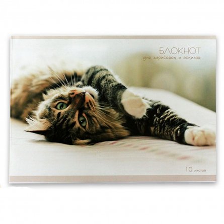 Блокнот для эскизов А4 10л., Канц-Эксмо, на скрепке, мелованный картон, "Ласковый кот" фото 1