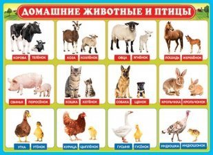 Плакат обучающий, "Домашние животные и птицы" Мир Открыток, картон