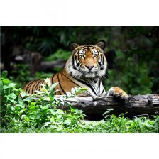 Картина по номерам Рыжий кот, 30х40 см, с акриловыми красками, холст, "Могучий тигр"