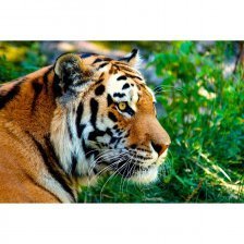 Картина по номерам Рыжий кот, 30х40 см, с акриловыми красками, холст, "Бенгальский тигр"