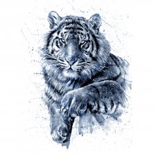 Картина по номерам Рыжий кот, 40х50 см, с акриловыми красками, 16 цветов, холст, "Чёрно-белый тигр"