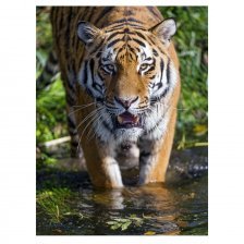 Картина по номерам Рыжий кот, 30х40 см, с акриловыми красками, холст, "Тигр в реке"