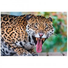 Картина по номерам Рыжий кот, 30х40 см, с акриловыми красками, холст, "Рычащий леопард в джунглях"