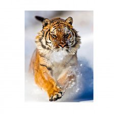 Картина по номерам Рыжий кот, 30х40 см, с акриловыми красками, холст, "Тигр в снегу"