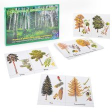 Дидактические карточки, тематические, Ракета, "Деревья нашего леса. Новые"