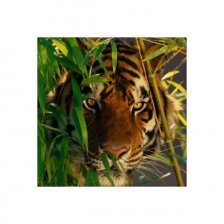 Алмазная мозаика Рыжий кот, на подрамнике, с полным заполнением, (класс.), 20х20 см, 21 цвет, "Тигр в джунглях"