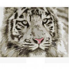 Картина по номерам Рыжий кот, 22х30 см, с акриловыми красками, холст, "Белый тигр"