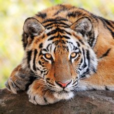 Картина по номерам Рыжий кот, 20х20 см, с акриловыми красками, холст, "Милый отдыхающий тигр"