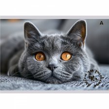 Альбом для рисования А4, 40л, Alingar, гребень,  мелованный картон(стандарт) 210г/м2, офсет 100 г/м2,, "Котик", 1 дизайн в пленке т/у