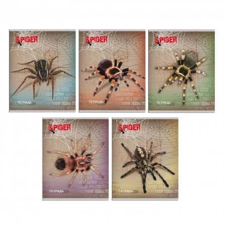 Тетрадь А5 клетка 48 л. Большие пауки, цветная мелов.обл. фото 1