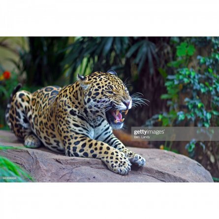 Картина по номерам Рыжий кот, 40х50 см, с акриловыми красками, холст, "Леопард" фото 1