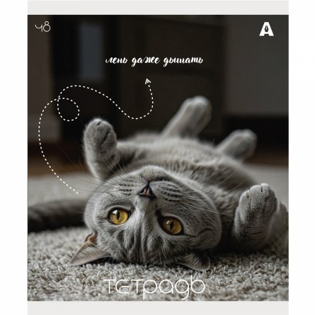 Тетрадь 48л., А5, клетка, Alingar "Кошки", скрепка, мелованый  картон ( стандарт), блок офсет, 5 дизайнов в пленке т/у фото 6