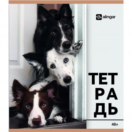 Тетрадь 48л., А5, клетка, Alingar "Собачки-кошечки", скрепка, мелованный  картон, блок офсет, 5 дизайнов в пленке т/у фото 5