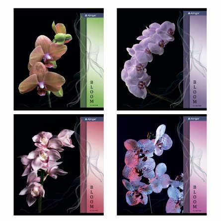 Тетрадь 36 л., А5, клетка, Alingar "Орхидеи", скрепка,  мелованный картон, 4 дизайна в пленке т/у фото 1