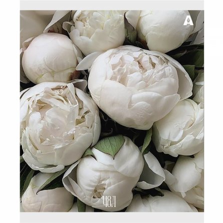 Тетрадь 48л., А5, клетка, Alingar "Нежные цветы", скрепка, мелованый  картон ( стандарт), блок офсет, 5 дизайнов в пленке т/у фото 4