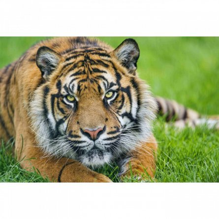 Картина по номерам Рыжий кот, 22х30 см, с акриловыми красками, холст, "Тигр на траве" фото 1