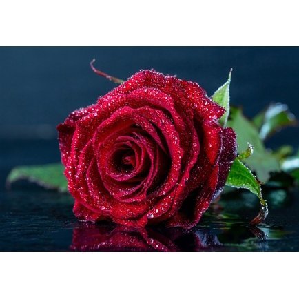 Картина по номерам Рыжий кот, 22х30 см, с акриловыми красками, холст, "Яркая роза" фото 1