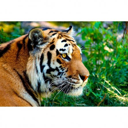 Картина по номерам Рыжий кот, 30х40 см, с акриловыми красками, холст, "Бенгальский тигр" фото 1