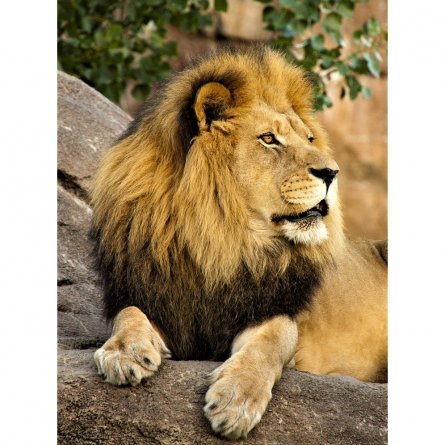 Картина по номерам Рыжий кот, 17х22 см, с акриловыми красками, холст, "Пышногривый наблюдательный лев" фото 1