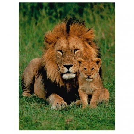 Картина по номерам Рыжий кот, 40х50 см, с акриловыми красками, холст, "Лев и львёнок" фото 1