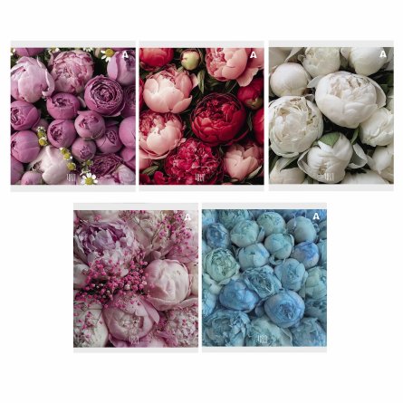 Тетрадь 48л., А5, клетка, Alingar "Нежные цветы", скрепка, мелованый  картон ( стандарт), блок офсет, 5 дизайнов в пленке т/у фото 1