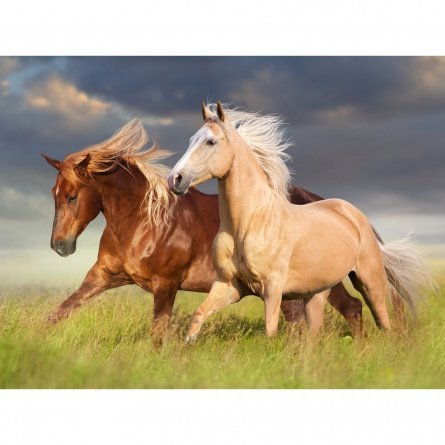 Картина по номерам Рыжий кот, 22х30 см, с акриловыми красками, холст, "Грациозные лошади" фото 1