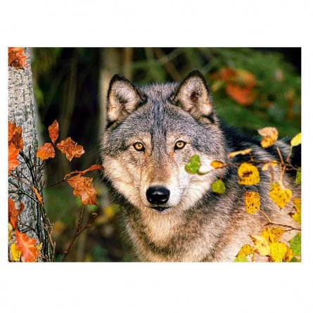 Картина по номерам Рыжий кот, 40х50 см, с акриловыми красками, холст, "Волк в осеннем лесу" фото 1