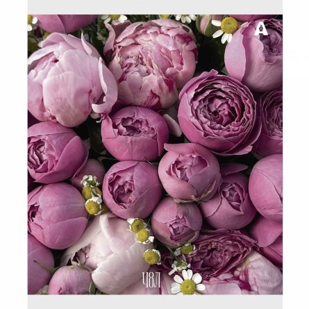 Тетрадь 48л., А5, клетка, Alingar "Нежные цветы", скрепка, мелованый  картон ( стандарт), блок офсет, 5 дизайнов в пленке т/у фото 6