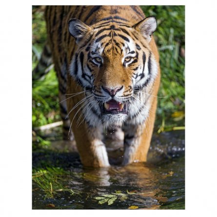 Картина по номерам Рыжий кот, 30х40 см, с акриловыми красками, холст, "Тигр в реке" фото 1