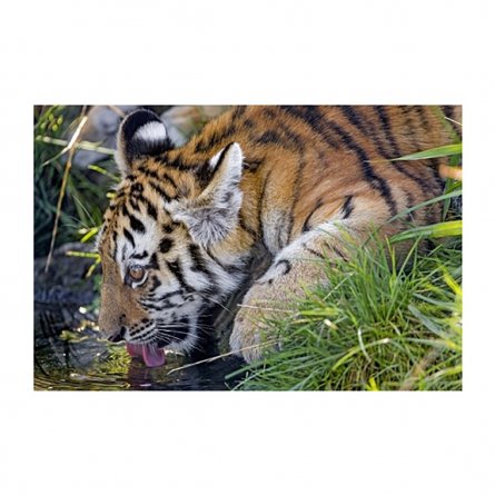 Картина по номерам Рыжий кот, 40х50 см, с акриловыми красками, холст, "Тигр на водопое" фото 1