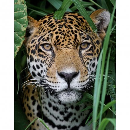 Картина по номерам Рыжий кот, 17х22 см, с акриловыми красками, холст, "Затаившийся красивый ягуар" фото 1
