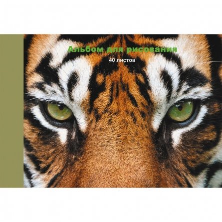 Альбом для рисования А4 40л., Канц-Эксмо, КБС, матовая ламинация, мелованный картон, "Тигр" фото 1