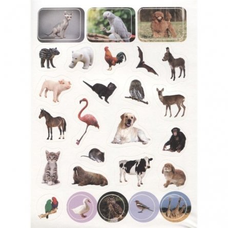 Книга с наклейками, Проф-Пресс, " 100 наклеек. Мир животных" фото 3