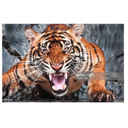 Картина по номерам Рыжий кот, 40х50 см, с акриловыми красками, холст, "Дикий зверь" фото 1