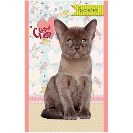 Блокнот А6, 24л., Проф-Пресс "Хорошие котята", на  скрепке, цветная мелованная обложка, блок-офсет фото 1