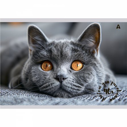 Альбом для рисования А4, 40л, Alingar, гребень,  мелованный картон(стандарт) 210г/м2, офсет 100 г/м2,, "Котик", 1 дизайн в пленке т/у фото 1